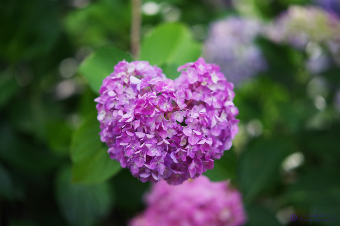 お写ん歩: HD PENTAX-D FA ☆ 85mm F1.4 ED SDM AWアーカイブ お写ん歩: HD PENTAX-D FA ☆ 85mm F1.4 ED SDM AWアーカイブ